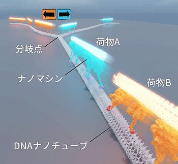 Y字型のDNAナノチューブ上で二種類のナノマシンが「荷物」を仕分けている様子を描いた模式図