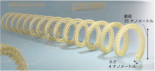 DNAを材料に設計したタンパク質サイズの世界最小のコイル状バネの模式図