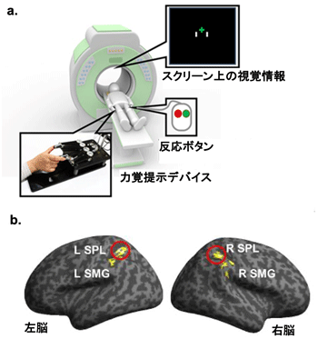 a. fMRIの実験環境、b. 視覚情報と触覚情報の統合に関連した脳部位