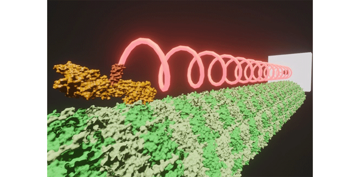 DNAを材料にしたナノスプリングを引っ張るモータータンパク質キネシン・KIF1A