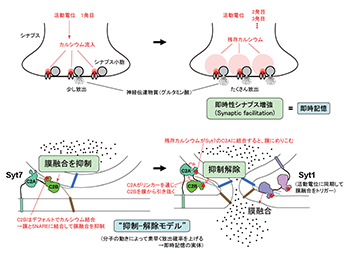 即時記憶と即時性シナプス増強の仕組みSyt7の分子内相互作用によって抑制が解除される