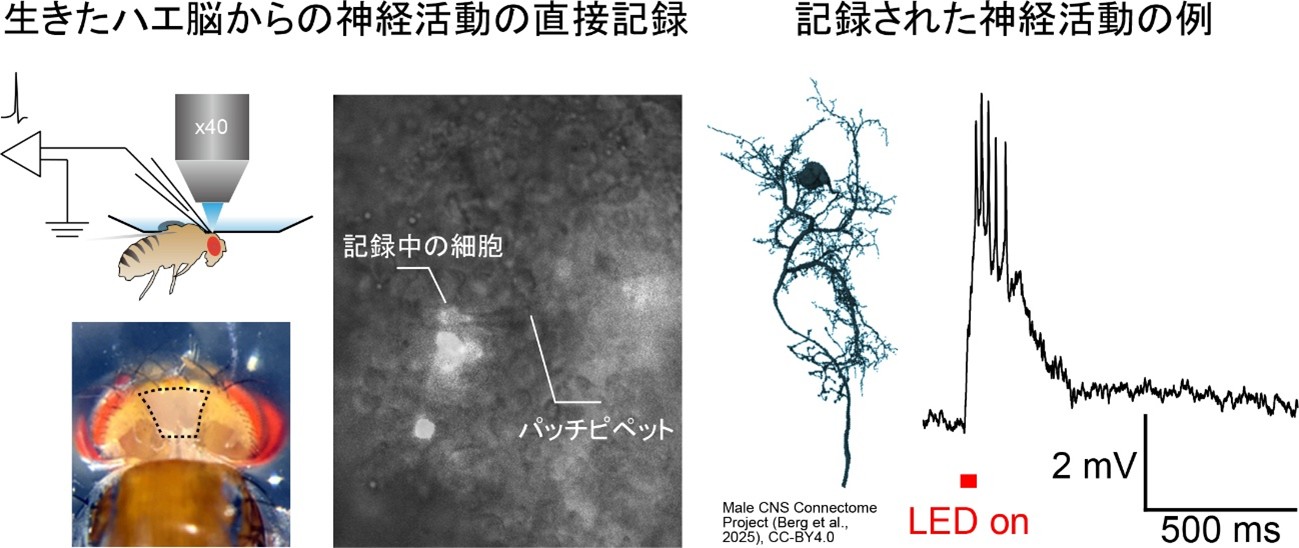 ショウジョウバエの社会性と神経活動に関する説明図