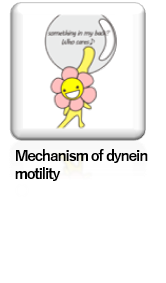 Mechanism of dynein motility