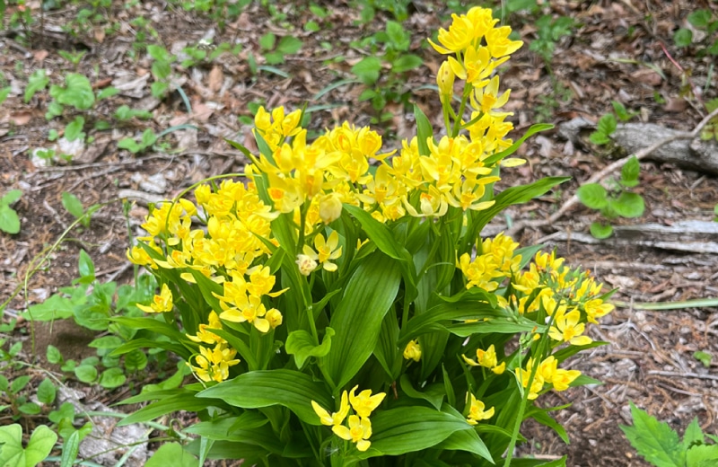 NICT 研究職 逵本 吉朗