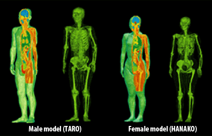 Adult male and female voxel models