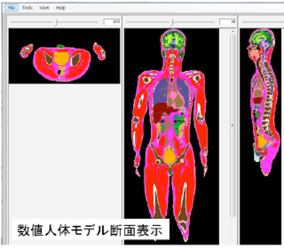 数値人体モデル断面表示